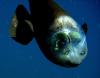 See Through Fish !! سمكة شفافة